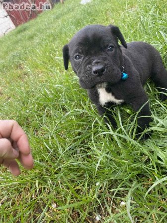 cane corso