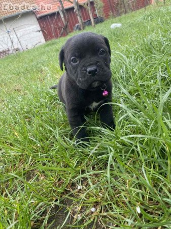 cane corso