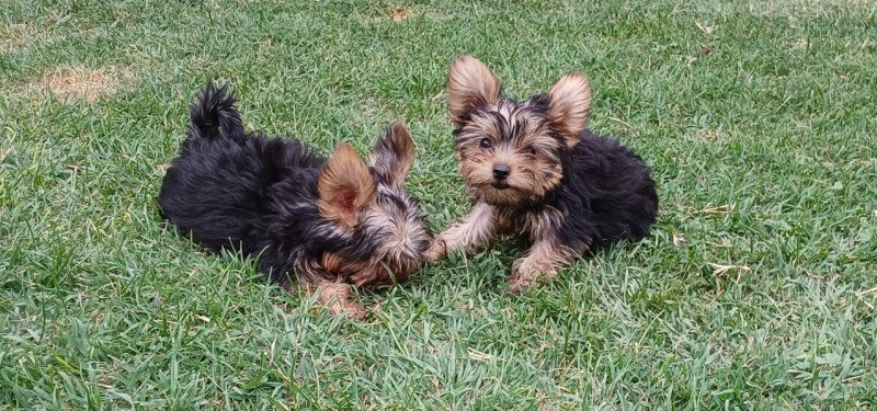 Yorkshire terrier