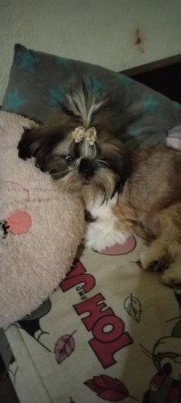 Shih-tzu