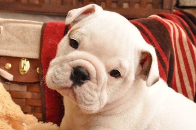 angol bulldog