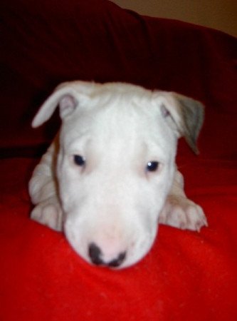 bullterrier
