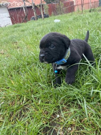 cane corso