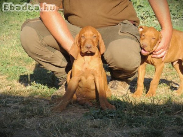 Magyar vizsla kölykök