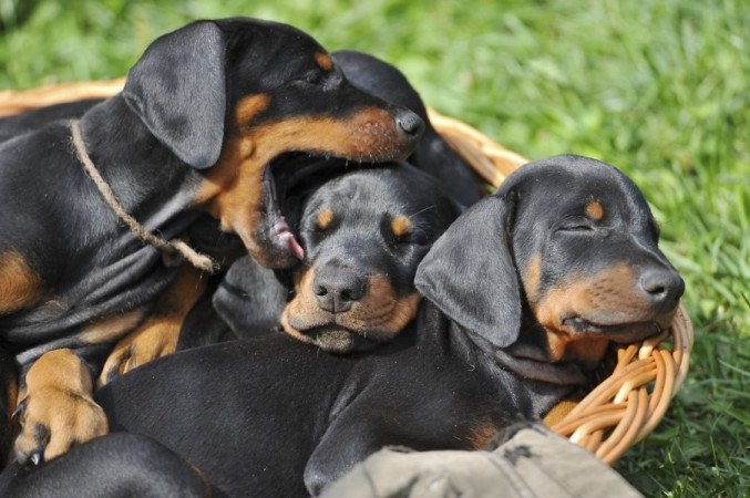 dobermann