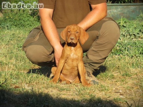 Magyar vizsla kölykök