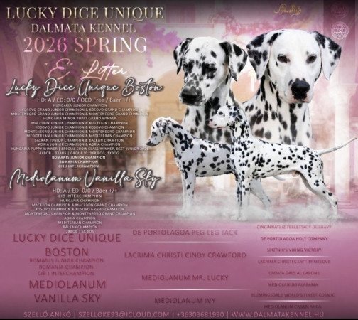 Dalmata
