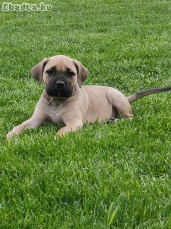 Eladó törzskönyves cane corso kiskutyák