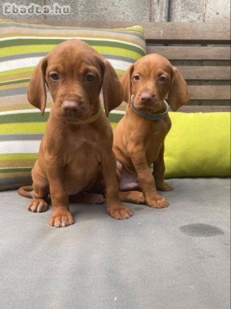 Vizsla puppies