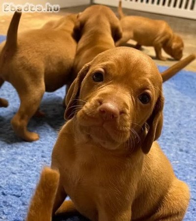 Vizsla puppies for sale