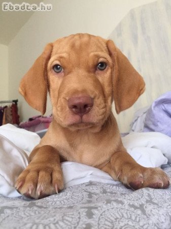 Vizsla puppies for sale