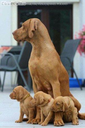Vizsla puppies for sale