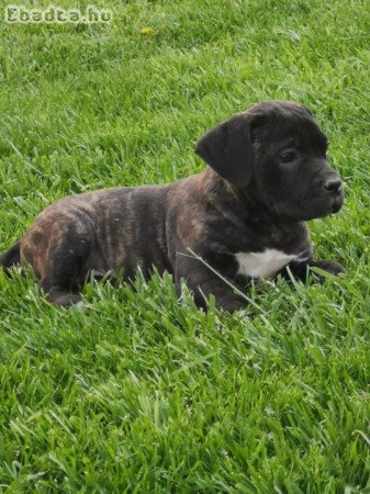 Eladó törzskönyves cane corso kiskutyák