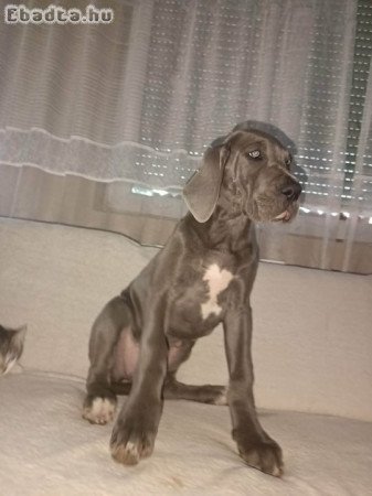 Német Dog kölyök