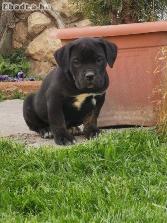 Eladó törzskönyves cane corso kiskutyák