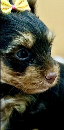 Yorkshire terrier