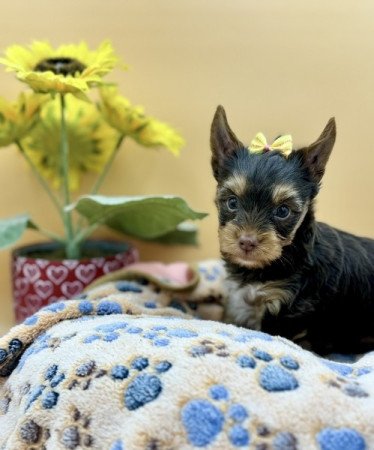 Yorkshire terrier