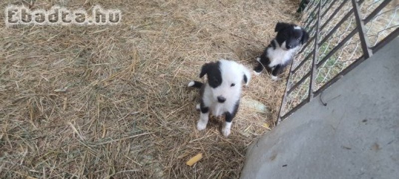 Bordel Collie