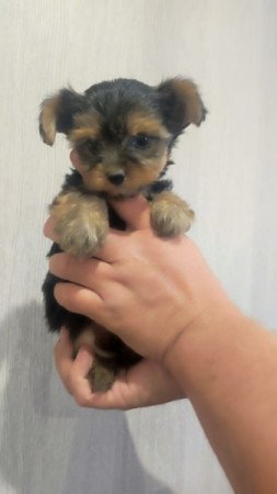 Yorkshire terrier