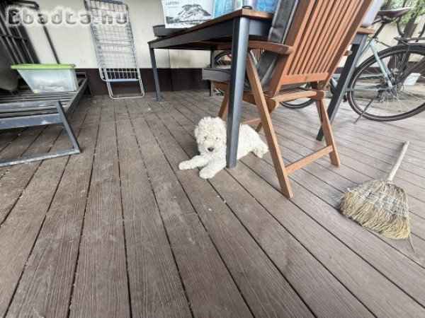 Komondor kölyök eladó