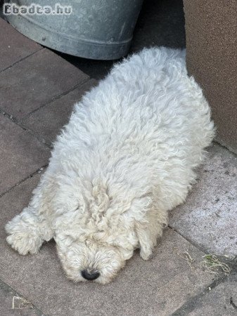 Komondor kölyök eladó