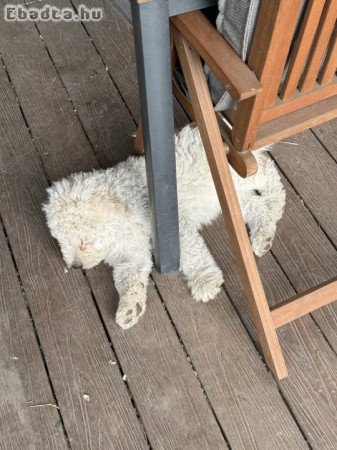 Komondor kölyök eladó