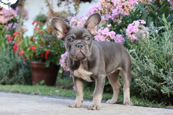 Francia bulldog