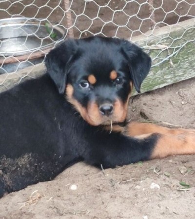 Rottweiler