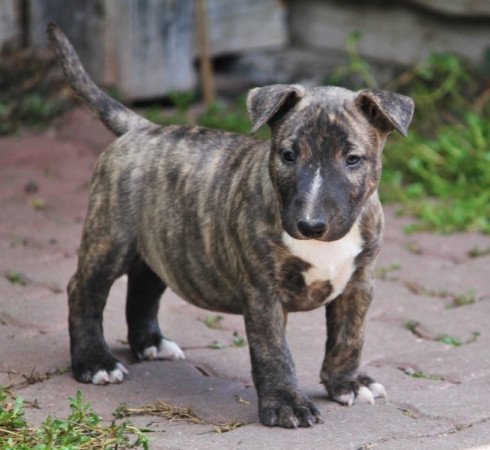 Mini Bullterrier