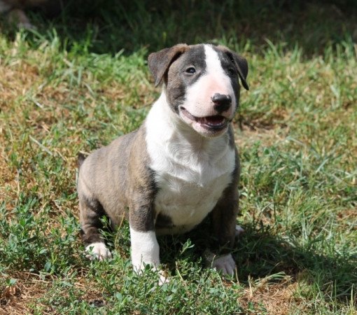 Mini Bullterrier