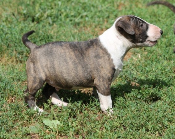 Mini Bullterrier