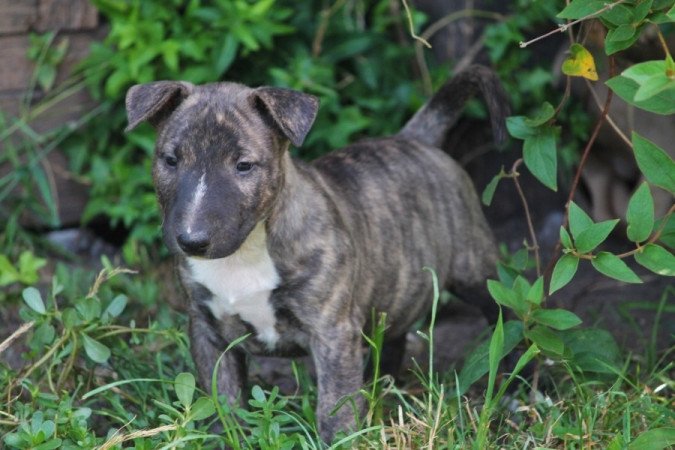 Mini Bullterrier