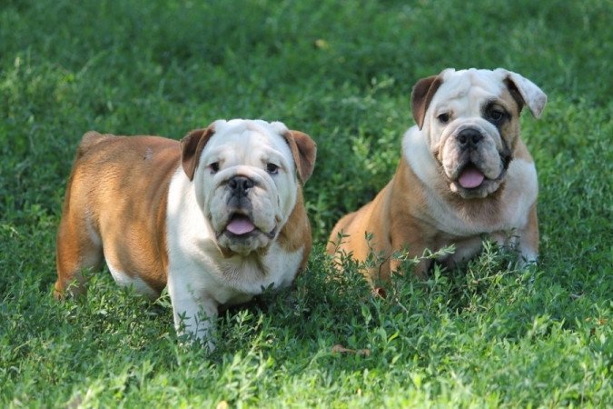 Angol Bulldog