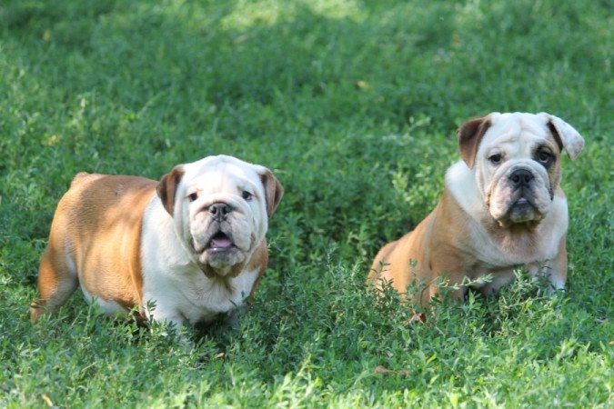 Angol Bulldog