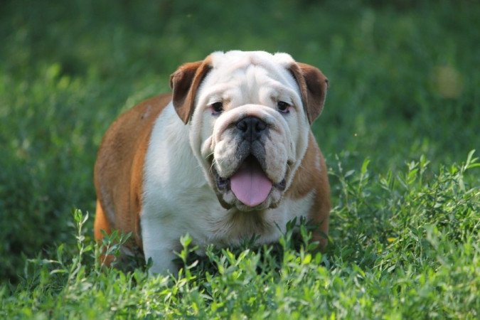 Angol Bulldog