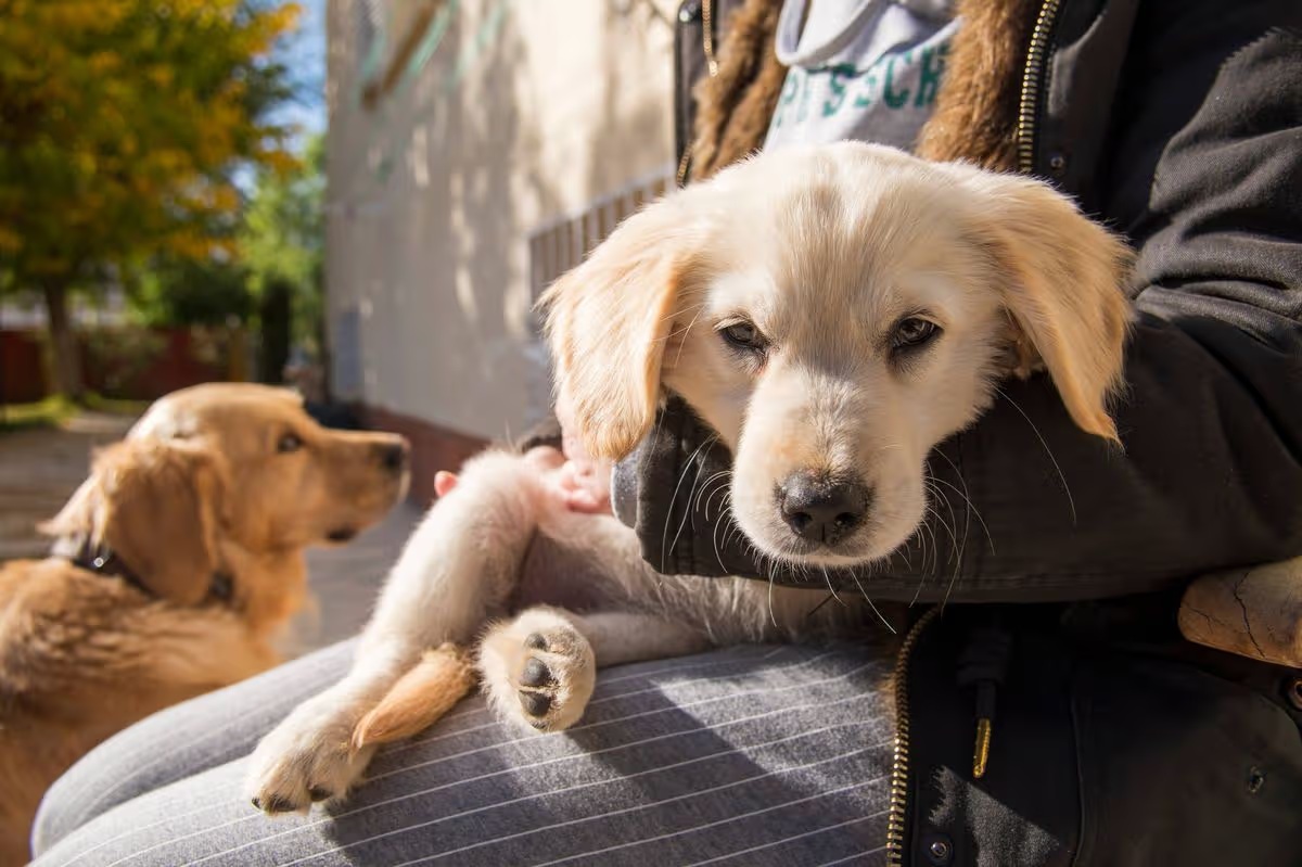 Óriásira nőtt a golden retriever kölyök