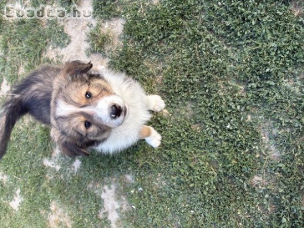 Border Collie