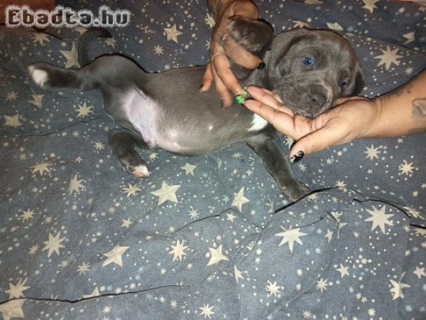 5 hetes bandog és Kanári szigeteki kiskutyák