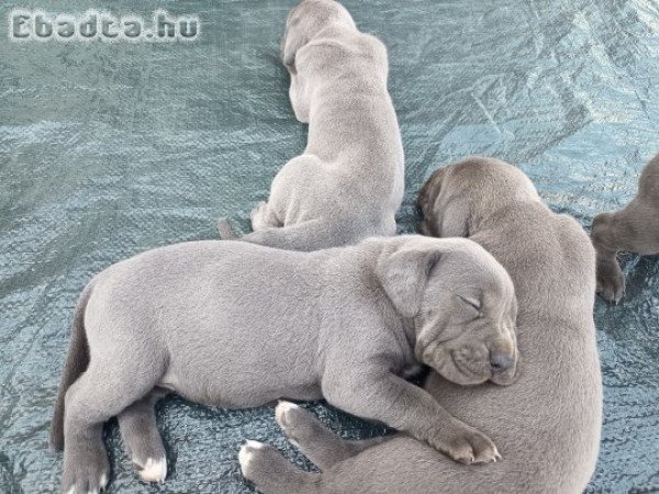 5 hetes bandog és Kanári szigeteki kiskutyák