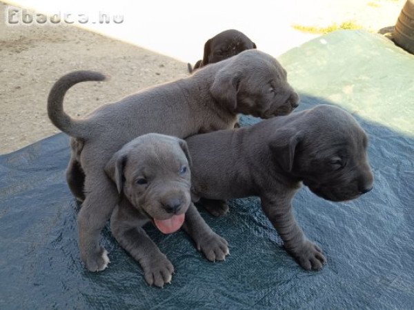 5 hetes bandog és Kanári szigeteki kiskutyák
