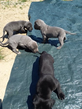 5 hetes bandog és Kanári szigeteki kiskutyák