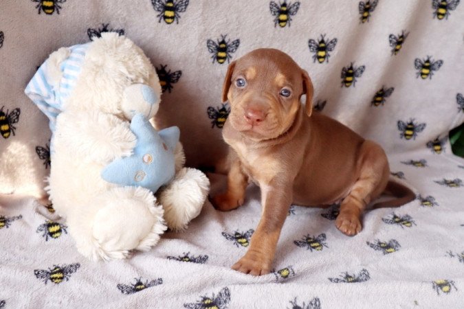 Catahoula Leopárdkutya