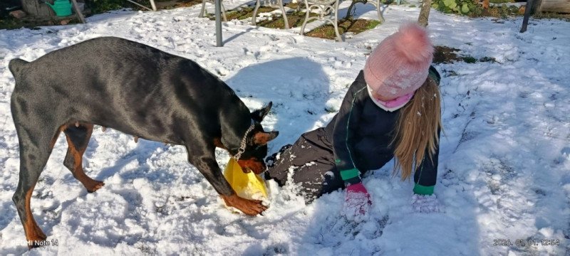 Dobermann