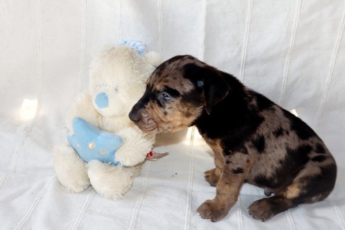 Catahoula Leopárdkutya