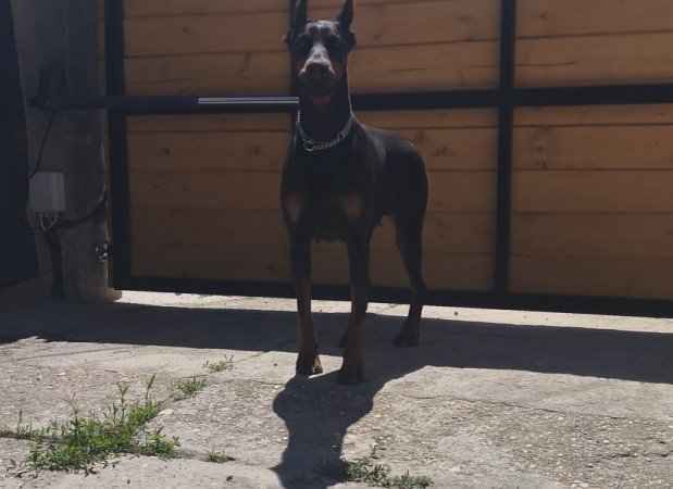 Dobermann