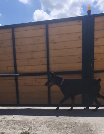 Dobermann