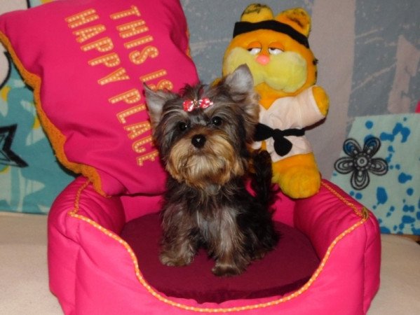 Yorkshire Terrier, Yorki