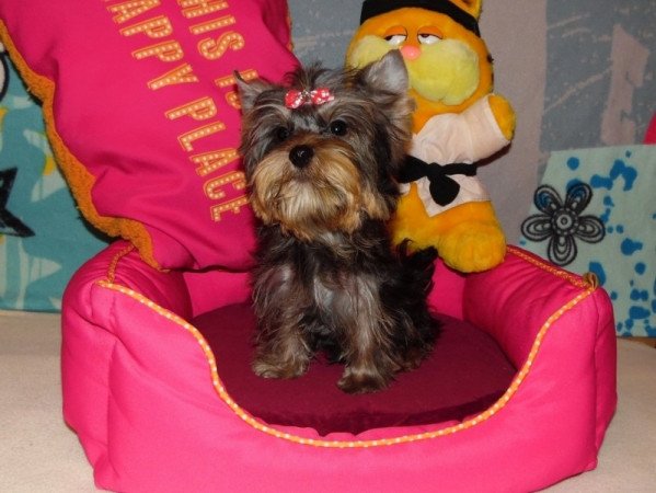 Yorkshire Terrier, Yorki