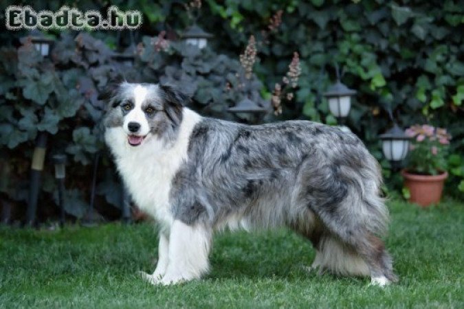 Blue merle Border Collie szerető családot keres