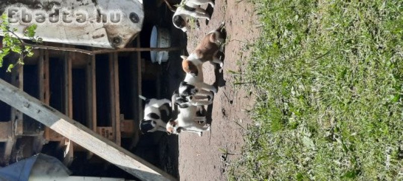 fajtiszta foxterrier kiskutyák
